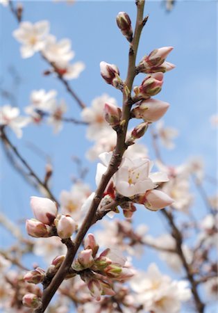 simsearch:689-05610169,k - Blooming almond tree Stock Photo - Premium Royalty-Free, Code: 689-05610326