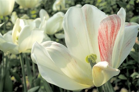 simsearch:689-05610353,k - White tulip blossoms Stock Photo - Premium Royalty-Free, Code: 689-05610354