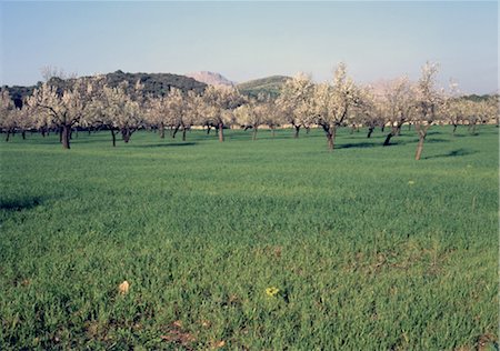 simsearch:700-00053425,k - Blossoming almond trees on Majorca, Spain Stock Photo - Premium Royalty-Free, Code: 689-05610424