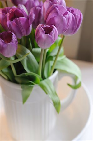 Lilac bunch of tulips Stock Photo - Premium Royalty-Free, Code: 689-05610713