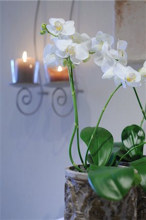 pot light - White Orchid Stock Photo - Premium Royalty-Free, Code: 689-05610937