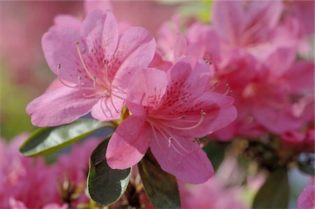 simsearch:689-05610353,k - Rhododendron with pink blossoms Stock Photo - Premium Royalty-Free, Code: 689-05611139