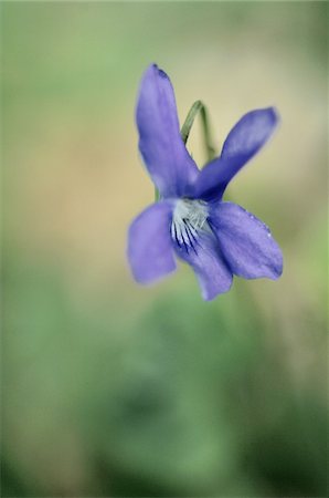 simsearch:689-05610353,k - Flower with blue blossom Stock Photo - Premium Royalty-Free, Code: 689-05611130