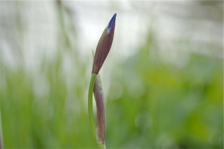 depth of field - Bud of a flower Stock Photo - Premium Royalty-Free, Code: 689-05611149