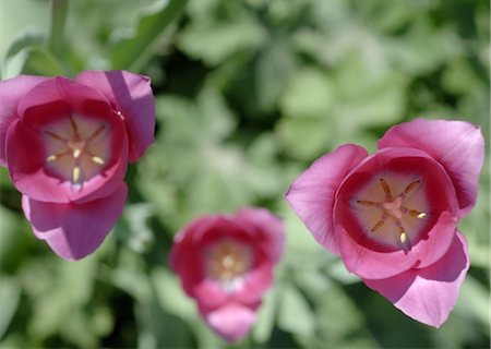simsearch:689-05610353,k - Pink tulips Stock Photo - Premium Royalty-Free, Code: 689-05611150