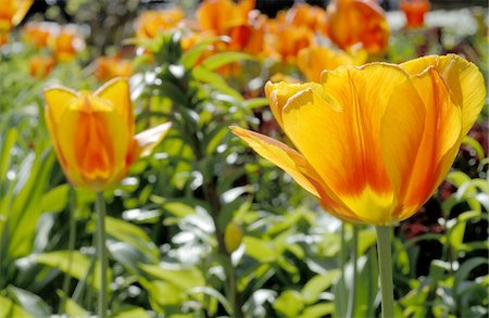 simsearch:689-05610169,k - Orange tulips Stock Photo - Premium Royalty-Free, Code: 689-05611168