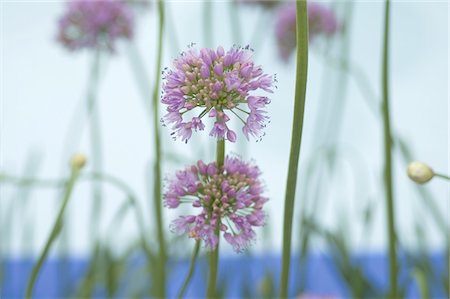 Purple flowers Stock Photo - Premium Royalty-Free, Code: 689-05611187