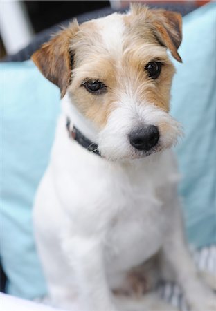 Sitting dog Stock Photo - Premium Royalty-Free, Code: 689-05611488