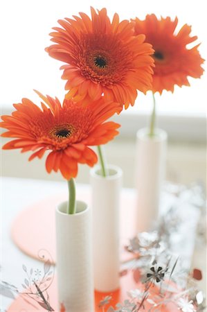 Three blooming Gerberas Stock Photo - Premium Royalty-Free, Code: 689-05611497