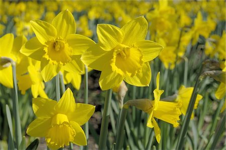 daffodil flower - Floraison des jonquilles sauvages Photographie de stock - Premium Libres de Droits, Code: 689-05611584