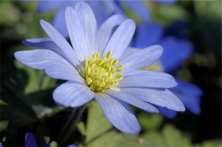 simsearch:689-05610169,k - Blue flower Stock Photo - Premium Royalty-Free, Code: 689-05611585