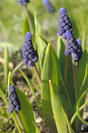 simsearch:689-05610169,k - Blooming grape hyacinths Stock Photo - Premium Royalty-Free, Code: 689-05611586