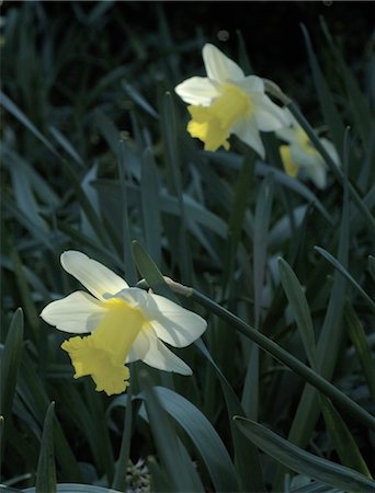 simsearch:689-05610169,k - Blooming Wild Daffodils Stock Photo - Premium Royalty-Free, Code: 689-05611580