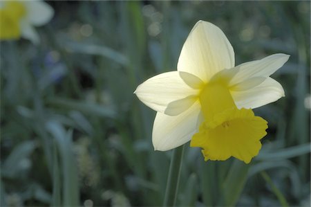 simsearch:689-05610169,k - Daffodil blossom Stock Photo - Premium Royalty-Free, Code: 689-05611583