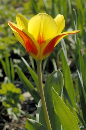 simsearch:689-05610169,k - Blooming tulip Stock Photo - Premium Royalty-Free, Code: 689-05611594