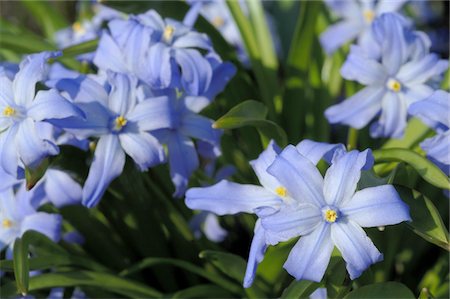 simsearch:689-05610353,k - Blooming blue flowers Stock Photo - Premium Royalty-Free, Code: 689-05611604