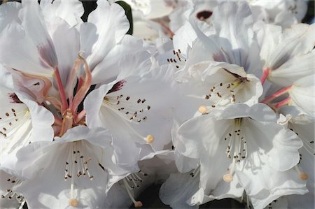 simsearch:689-05610169,k - Blooming Rhododendron Stock Photo - Premium Royalty-Free, Code: 689-05611609