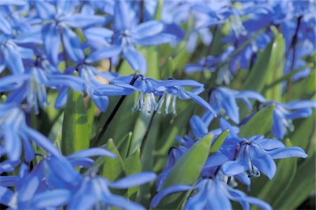 simsearch:689-05610169,k - Blooming blue flowers Stock Photo - Premium Royalty-Free, Code: 689-05611600