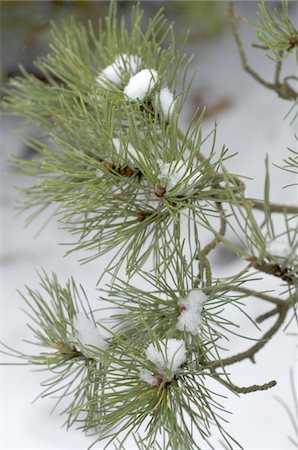 pine branch - Snowcapped twig of a pine Stock Photo - Premium Royalty-Free, Code: 689-05611707