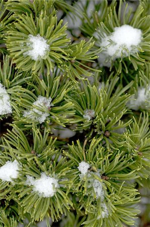 pine branch - Neige sur pine tree Photographie de stock - Premium Libres de Droits, Code: 689-05611708