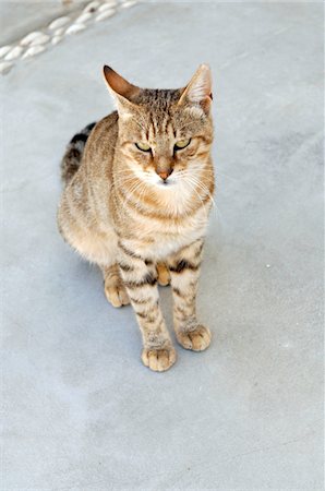 Tabby cat sitting Stock Photo - Premium Royalty-Free, Code: 689-05611757