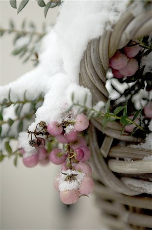 Plant with snowcapped fruits Stock Photo - Premium Royalty-Free, Code: 689-05611824