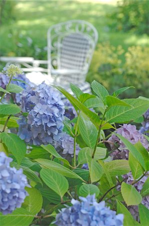 simsearch:689-05610878,k - Blooming Hydrangea in garden Stock Photo - Premium Royalty-Free, Code: 689-05611877