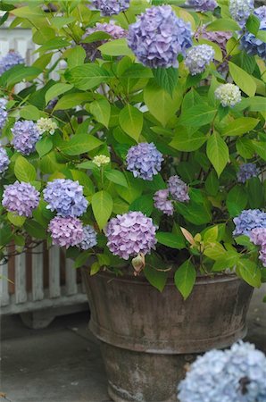 Blooming Hydrangea in flowerpot Stock Photo - Premium Royalty-Free, Code: 689-05611884