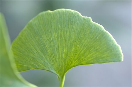 Gingko leaf Stock Photo - Premium Royalty-Free, Code: 689-05612071