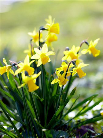 daffodil flower - yellow daffodil Stock Photo - Premium Royalty-Free, Code: 689-03124364