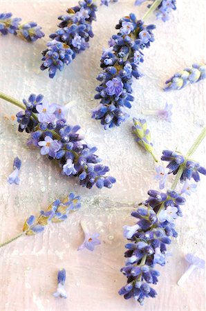 Lavender (Lavendula angustifolia) Stock Photo - Premium Royalty-Free, Code: 689-03125531