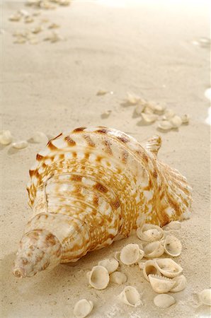 snail - Shell in the sand Stock Photo - Premium Royalty-Free, Code: 689-03125795