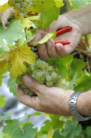 Vintage: Cutting wine grapes Stock Photo - Premium Royalty-Free, Code: 689-03129560