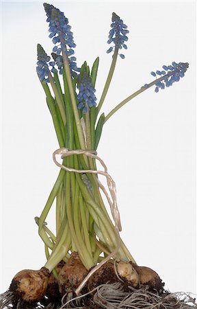 grape hyacinths with bulb Stock Photo - Premium Royalty-Free, Code: 689-03130064