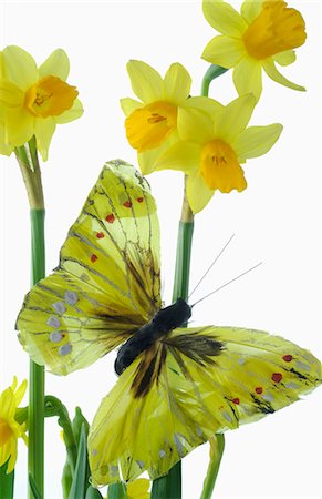 daffodil flower - Artificial brimstone butterfly Stock Photo - Premium Royalty-Free, Code: 689-03130244
