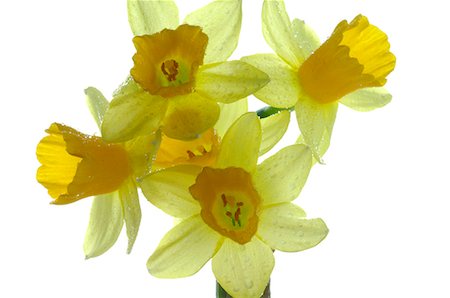 daffodil flower - jonquilles dans fleur pleine Photographie de stock - Premium Libres de Droits, Code: 689-03130240