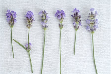 Lavender Stock Photo - Premium Royalty-Free, Code: 689-03733145