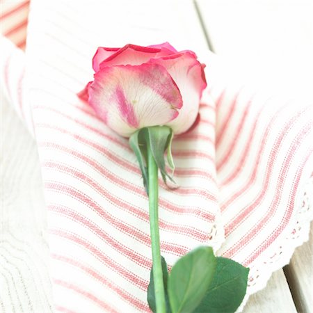 rose patterns - Rose on striped cloth Stock Photo - Premium Royalty-Free, Code: 689-03733637