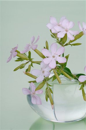 Bach flower Water Violet (Hottonia palustris) Stock Photo - Premium Royalty-Free, Code: 689-03733787