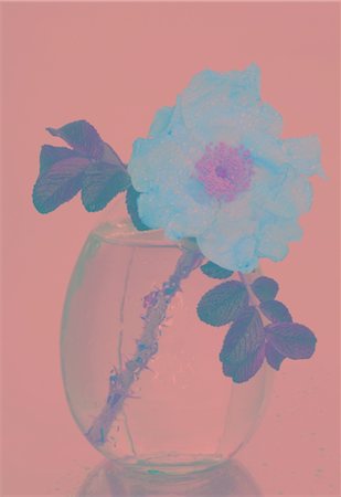 simsearch:689-03733503,k - Bach flower Wild Rose (Rosa corymbifera) Stock Photo - Premium Royalty-Free, Code: 689-03733788