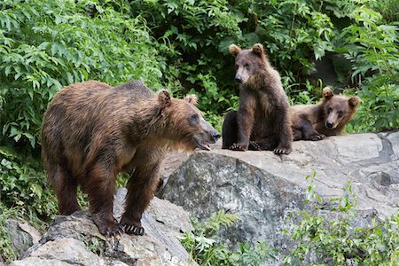 USA, Alaska, three Brown Bears on rocks Stock Photo - Premium Royalty-Free, Code: 694-03328089