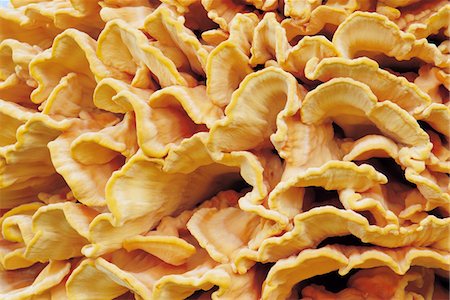 ruffle (gathered pleats) - Yellow Fungus Stock Photo - Premium Royalty-Free, Code: 694-03693855