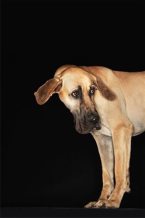 Great Dane standing, head turned, ears extended Stock Photo - Premium Royalty-Free, Code: 694-03693946