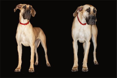 Two Brazilian mastiffs (Fila brasileiro) standing side by side, front view Stock Photo - Premium Royalty-Free, Code: 694-03693953