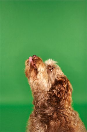 Otterhound looking up, close-up, side view Stock Photo - Premium Royalty-Free, Code: 694-03693961