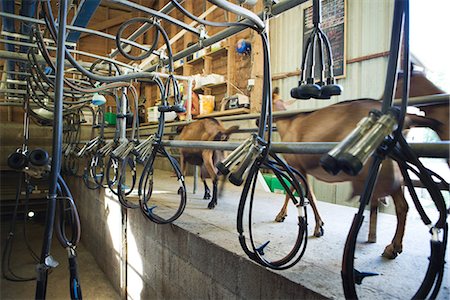 Goats walking beside milking machine Stock Photo - Premium Royalty-Free, Code: 695-05767847