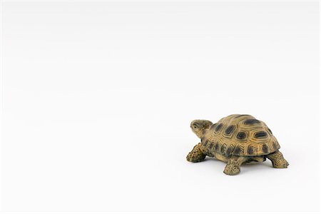 slow - Toy turtle Stock Photo - Premium Royalty-Free, Code: 695-05768011