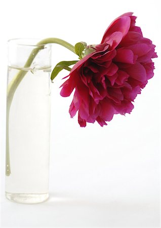 Peony in vase Foto de stock - Sin royalties Premium, Código: 695-05778127