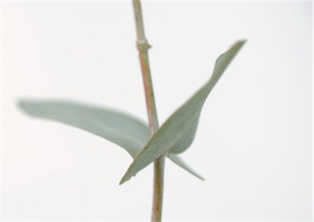 eucalyptus - Eucalyptus, close-up Foto de stock - Sin royalties Premium, Código: 695-05778186