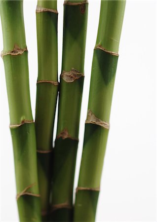 simsearch:6118-07352322,k - Bamboo, close-up Stock Photo - Premium Royalty-Free, Code: 695-05778202
